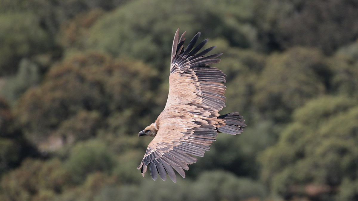 Vale gier - Extremadura